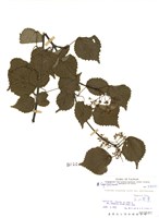 藏品(玉山莢蒾)的圖片